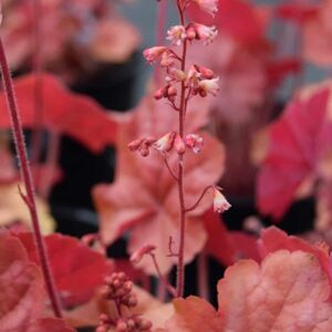 Heuchera 'Apricot' ® ---